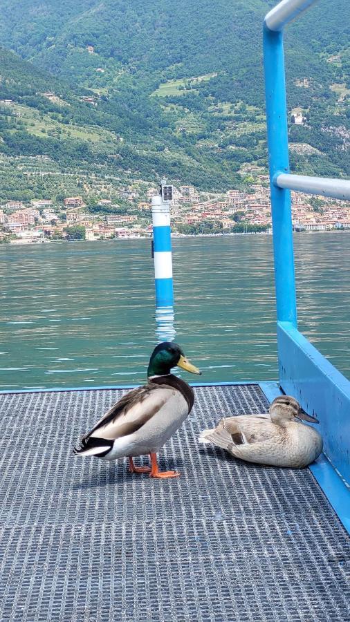 Light On Lake Iseo กลูซาเน ภายนอก รูปภาพ